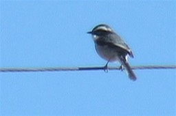 Bushchat, Grey 10