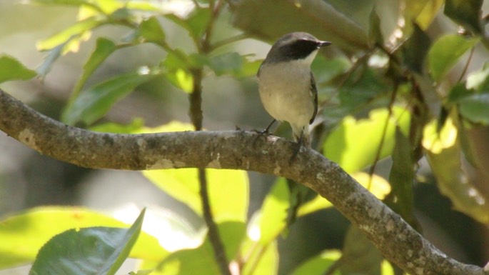 Bushchat, Grey 2