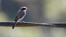Bushchat, Grey