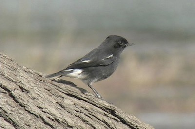Bushchat, Pied 10