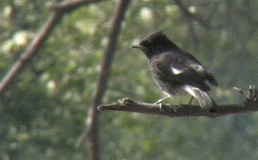 Bushchat, Pied 2