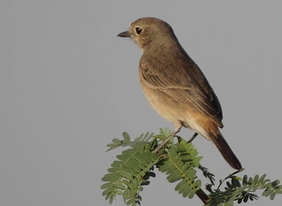 Bushchat, Pied 3
