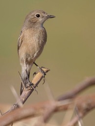 Bushchat, Pied 4