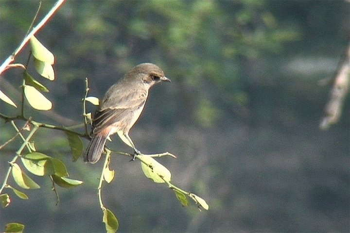 Bushchat, Pied 5