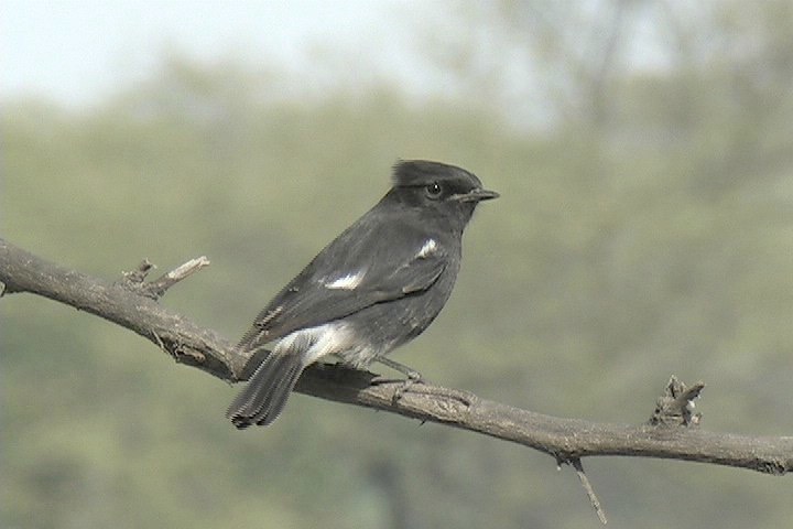 Bushchat, Pied 8