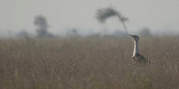 Bustard, Indian 1