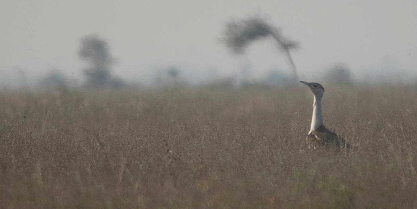 Bustard, Indian 1