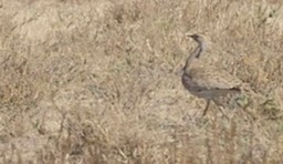 Bustard, MacQueen's