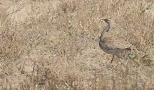 Bustard, MacQueen's