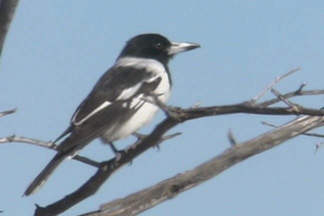 Butcherbird, Pied 5