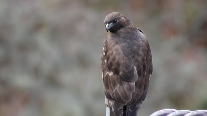 Buzzard, Himalayan 1