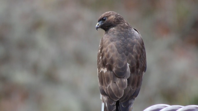 Buzzard, Himalayan 2