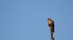 Buzzard, Himalayan 3