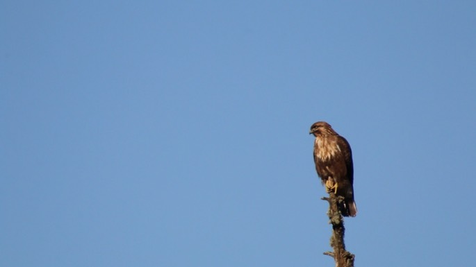 Buzzard, Himalayan 3