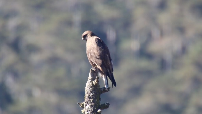 Buzzard, Himalayan 4
