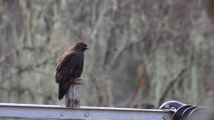 Buzzard, Himalayan