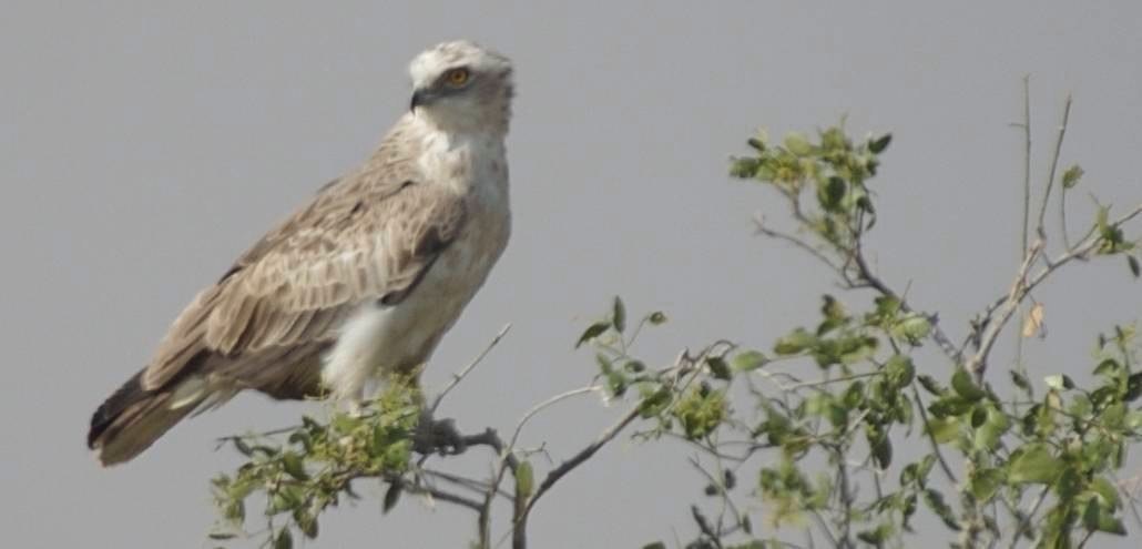 Buzzard, Long-legged 2