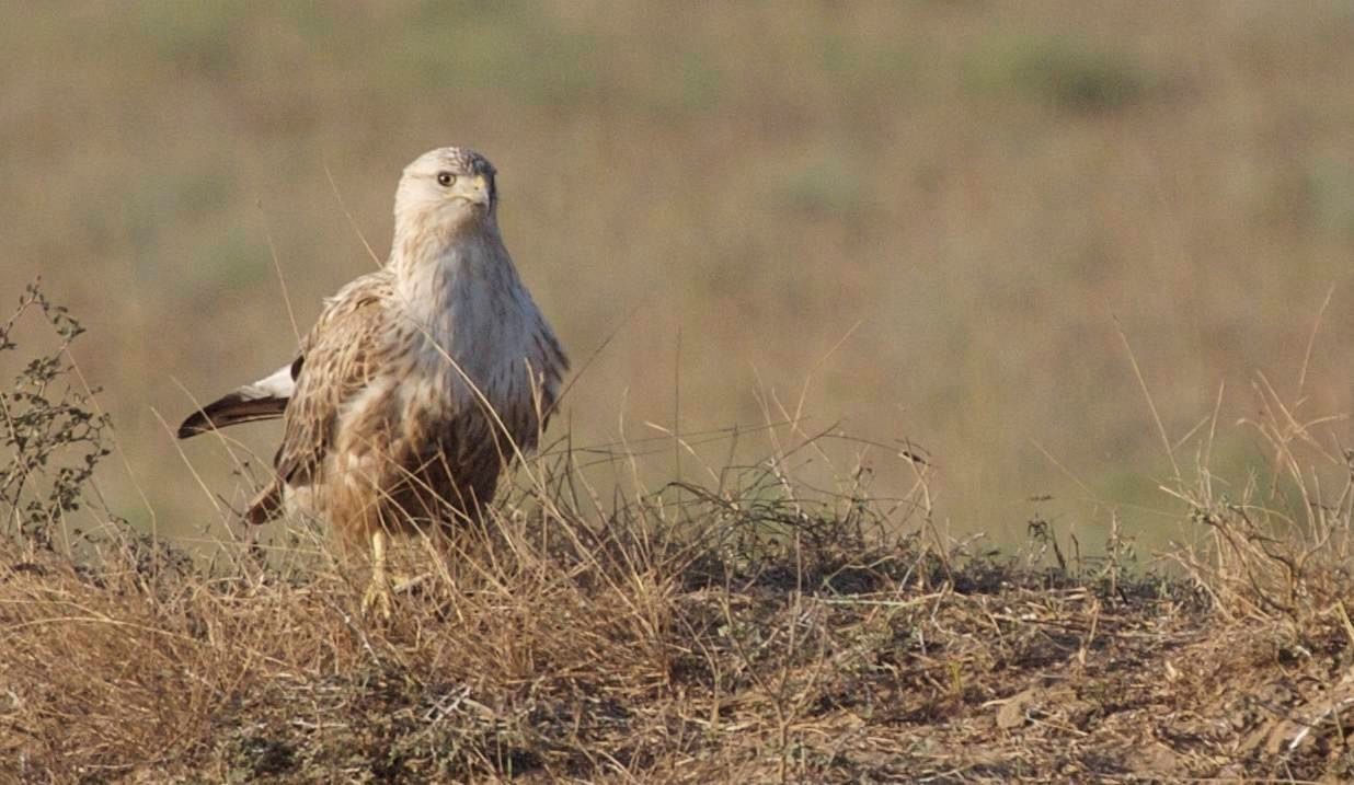 Buzzard, Long-legged 3