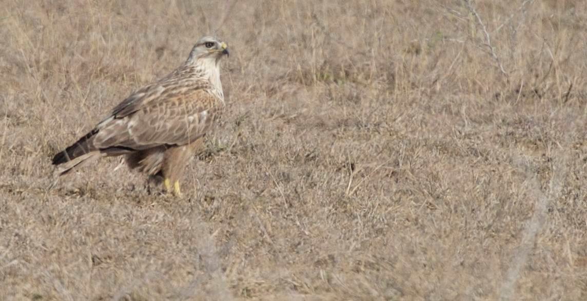 Buzzard, Long-legged 4