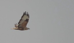 Buzzard, Long-legged 5