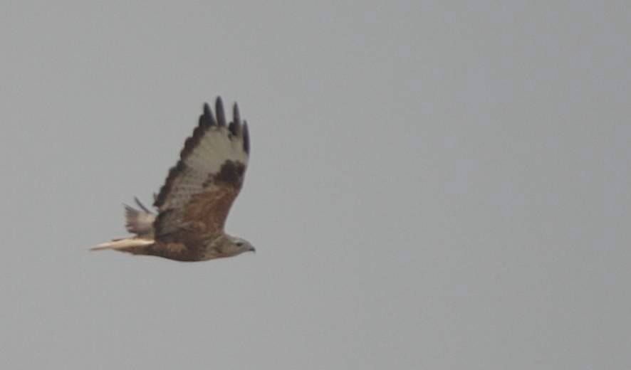 Buzzard, Long-legged 5