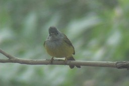 Canary-Flycatcher, Grey-headed 1