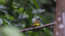 Canary-Flycatcher, Grey-headed 2