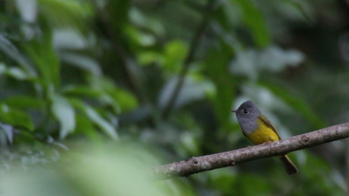 Canary-Flycatcher, Grey-headed