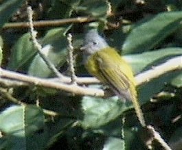 Canary-Flycatcher, Grey-headed 2