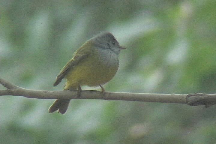 Canary-Flycatcher, Grey-headed 2_1