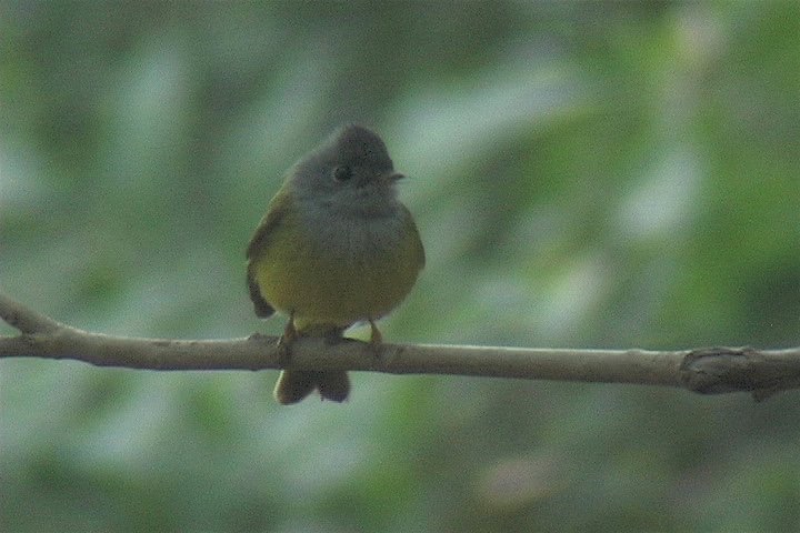 Canary-Flycatcher, Grey-headed 3