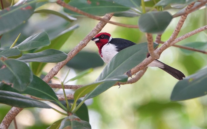 Cardinal, Masked - Paroaria nigrogenis - Caroni Swamp, Trinidad2