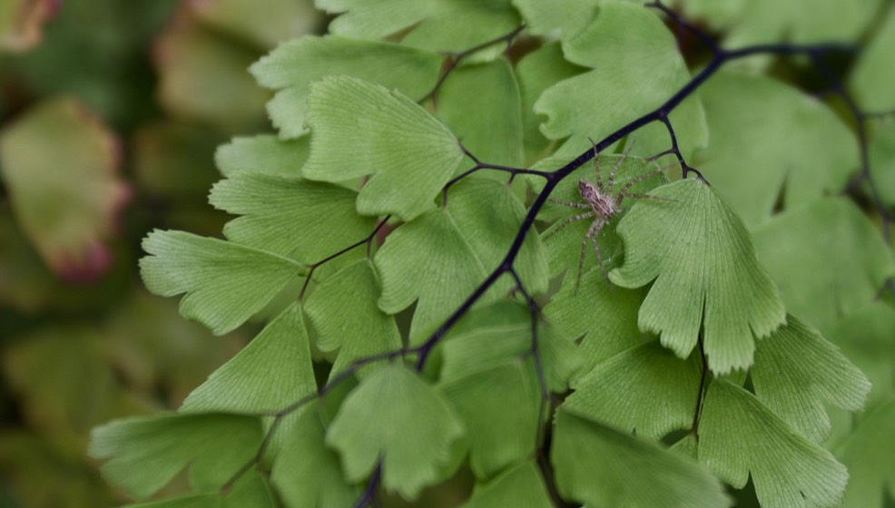 Cattail Falls spider