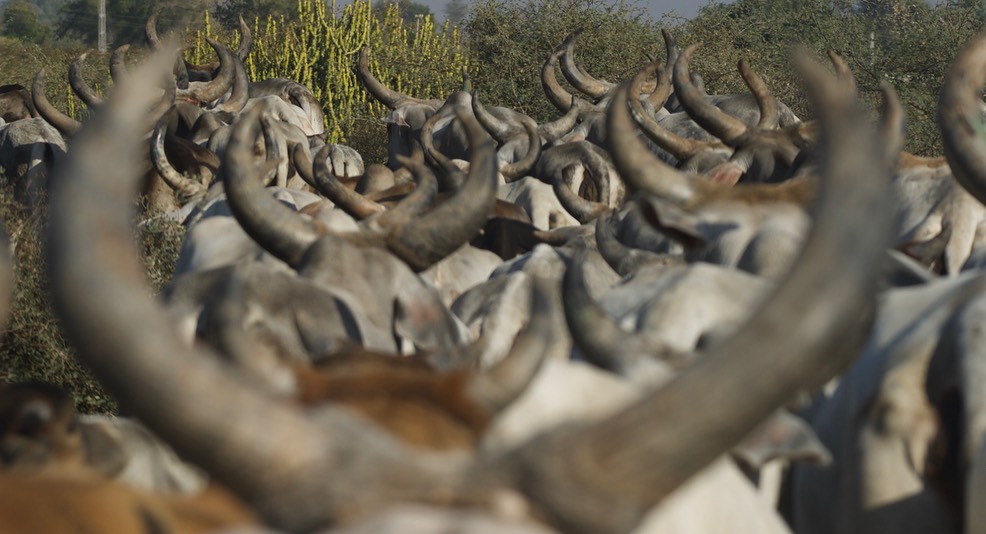 cattle horns
