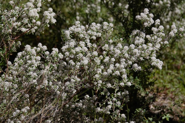 Ceanothus fendleri 1c
