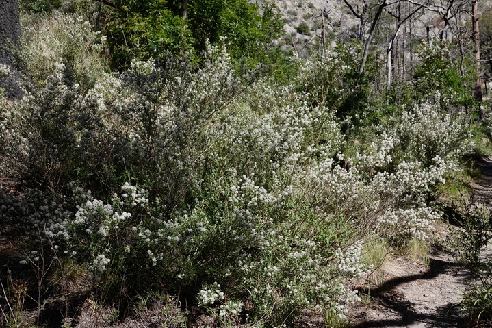 Ceanothus fendleri 1d