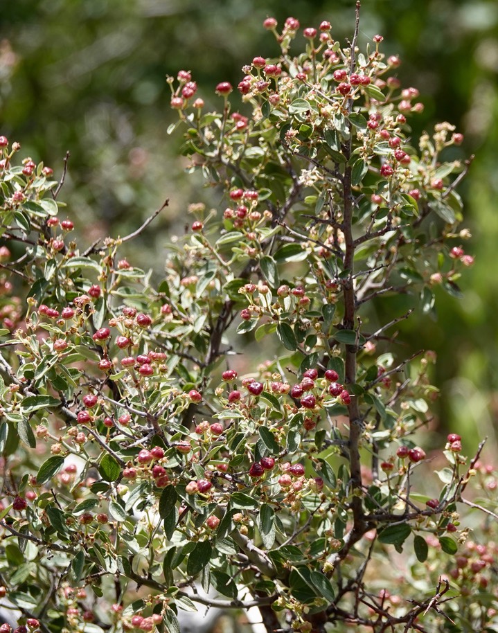 Ceanothus fendleri, Buckbrush2