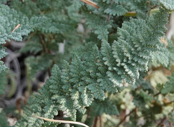 Cheilanthes yavapensis?2