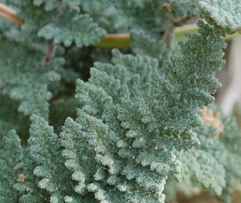 Cheilanthes yavapensis?3