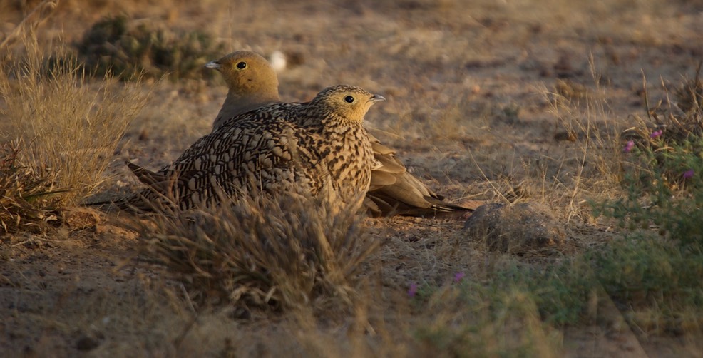 Chestnut-bellied Sandrouse