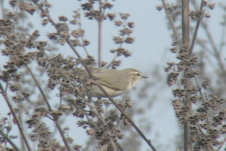 Chiffchaf, Common 10