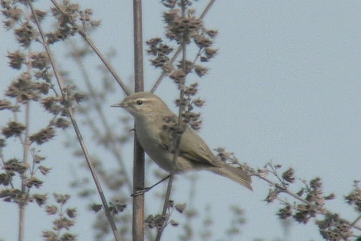 Chiffchaf, Common 12