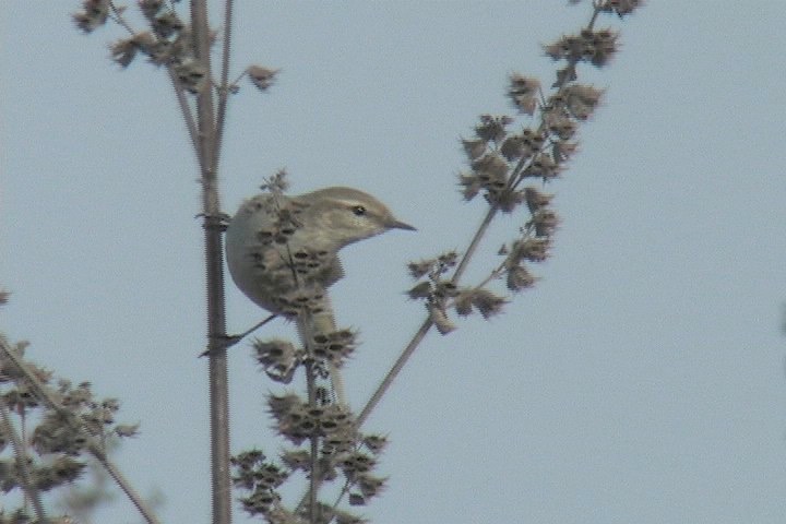 Chiffchaf, Common 14