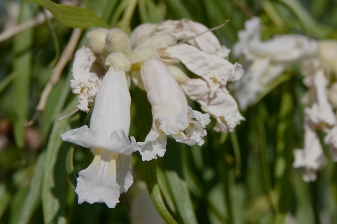Chilopsis linearis 1