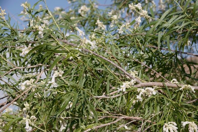 Chilopsis linearis 2