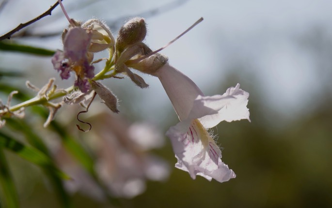 Chilopsis linearis - Desert Willow - Frying Pan Canyon, Cooke's Range