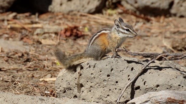 Chipmunk, Yellow-pine (Oregon) 9