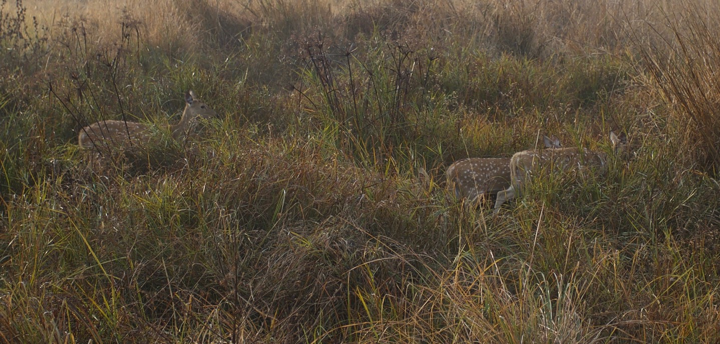 Chital, Axis axis2