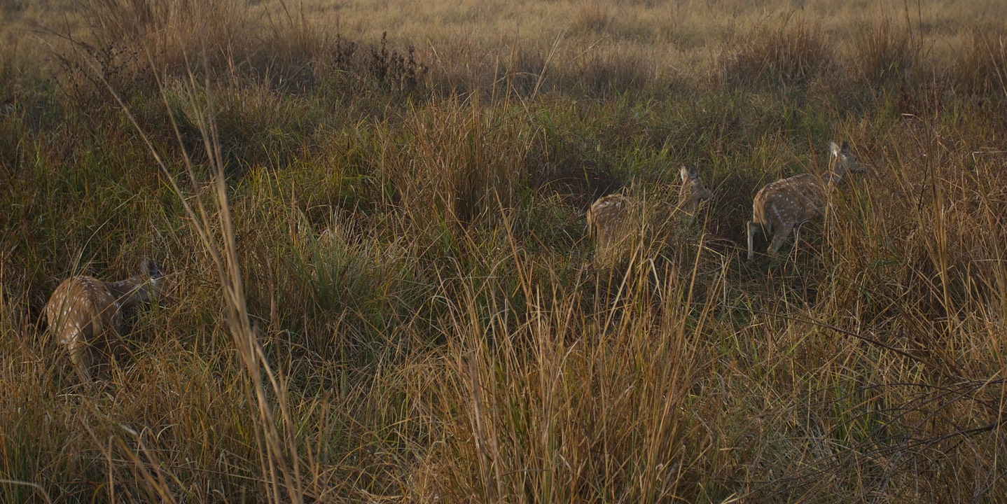 Corbett National Park, India