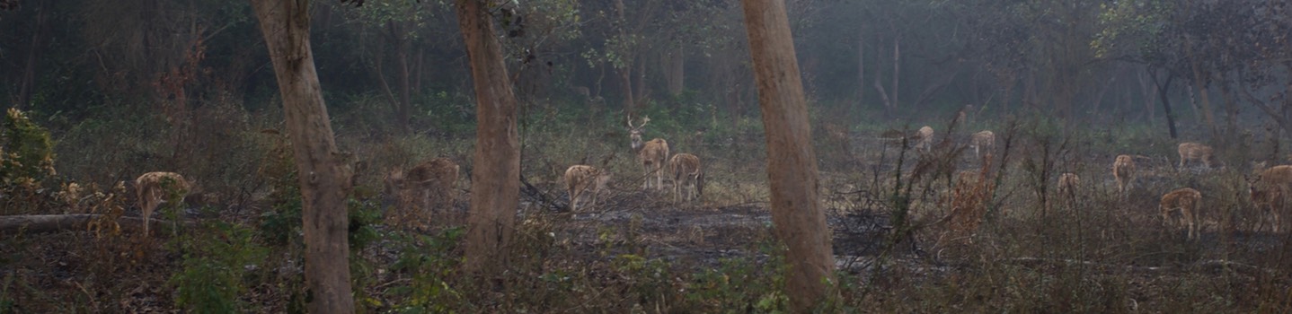 Chital, Axis axis